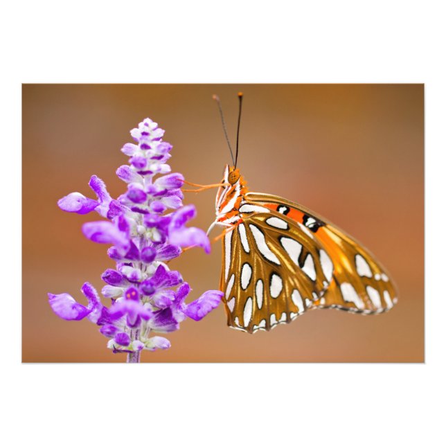 Bright Orange Gulf Fritillary Butterfly Fotodruck (Vorne)