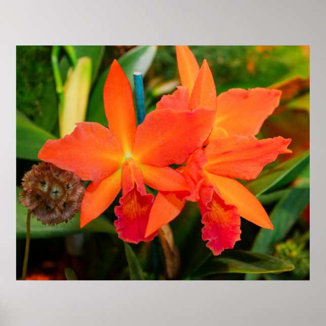 Bright Orange Orchid Poster (Vorne)