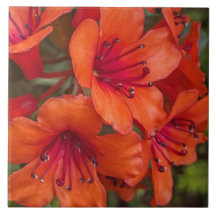 Bright Orange Rhododendron Blooms Floral