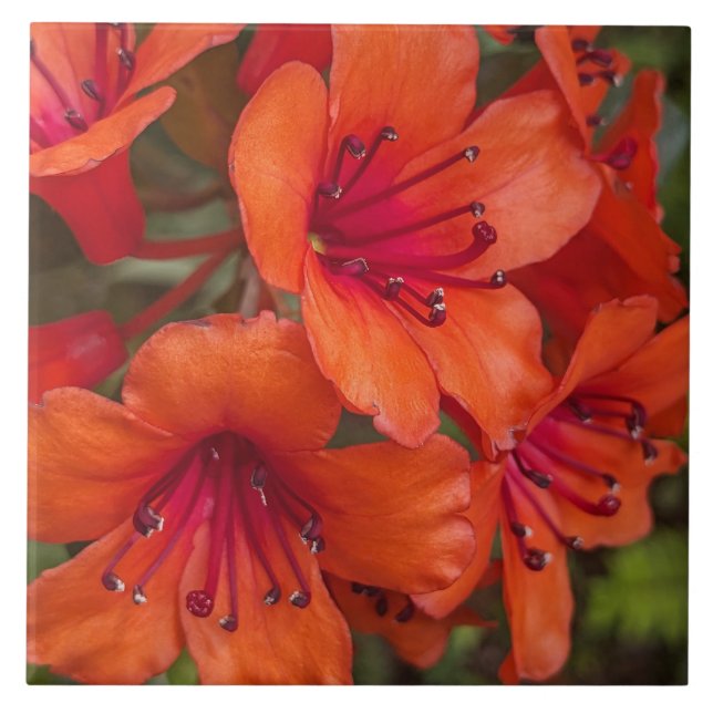 Bright Orange Rhododendron Blooms Floral Fliese (Vorderseite)