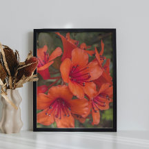 Bright Orange Rhododendron Blooms Floral