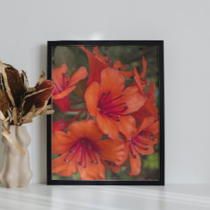 Bright Orange Rhododendron Blooms Floral Fotodruck