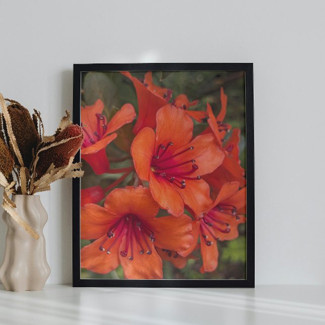 Bright Orange Rhododendron Blooms Floral Fotodruck (In Situ (Framed))