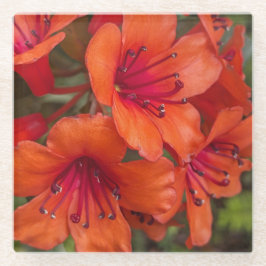 Bright Orange Rhododendron Blooms Floral Glasuntersetzer