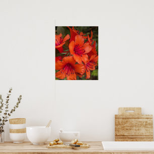 Bright Orange Rhododendron Blooms Floral Poster