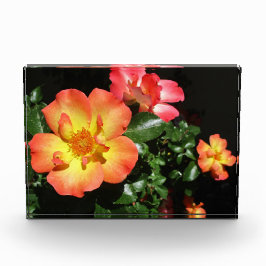 Bright Orange Roses - Dark Aspect Fotoblock