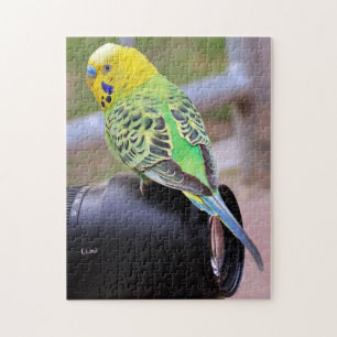 Bright Parakeet Bird auf Camera Lens Puzzle