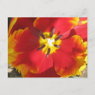 Bright Parrot Tulip Postkarte
