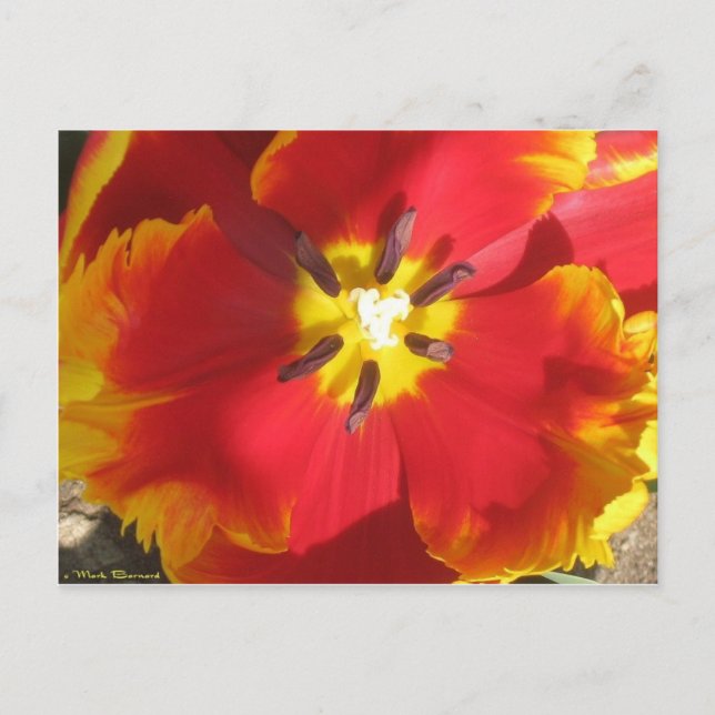 Bright Parrot Tulip Postkarte (Vorderseite)