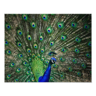 Bright Peacock Fotodruck