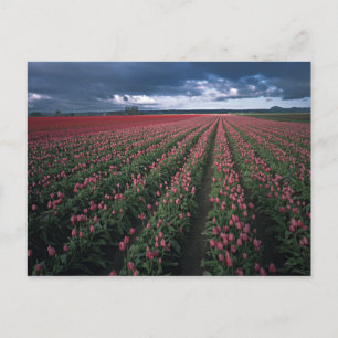Bright pink and red tulips glow under dark postkarte
