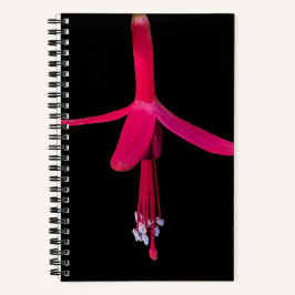 Bright Pink Fuchsia Flower on Black Notizbuch