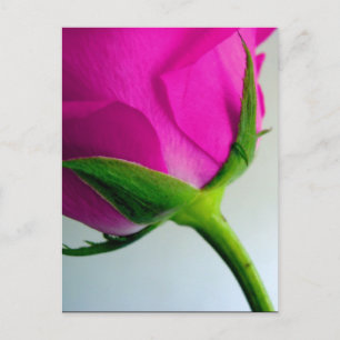 Bright PInk Rose Postkarte