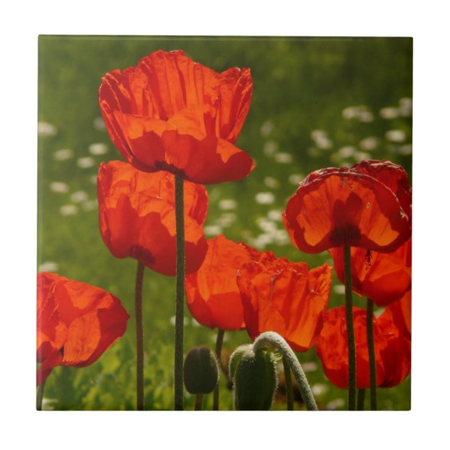 Bright Poppies Close Up Photo Fliese (Vorderseite)