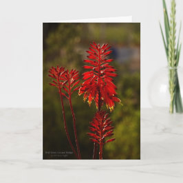 Bright Red Aloe Vera Blume Karte