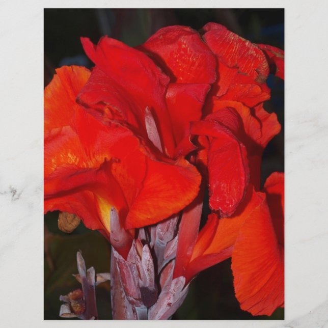 Bright Red Canna Lily (Vorderseite)