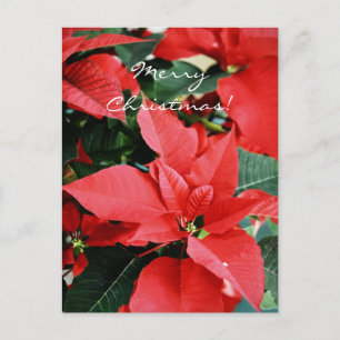 Bright Red Christmas Poinsettia Feiertagspostkarte