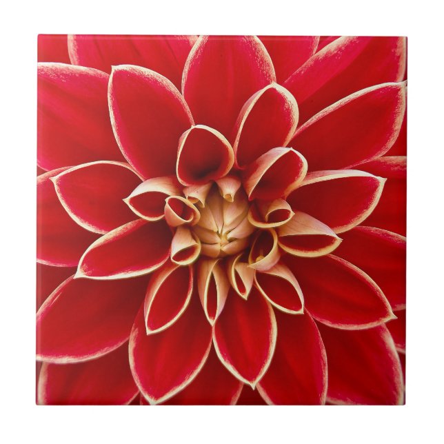 Bright Red Dahlia Blume Fliese (Vorderseite)