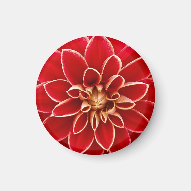 Bright Red Dahlia Magnet (Vorne)