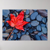 Bright Red Fall Leaf