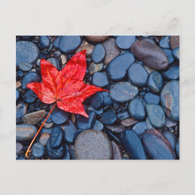 Bright Red Fall Leaf Postkarte (Vorderseite)