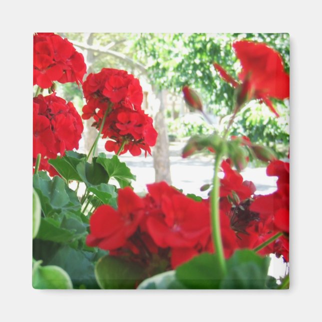 Bright Red Geraniums Garden Gift Magnet (Vorne)
