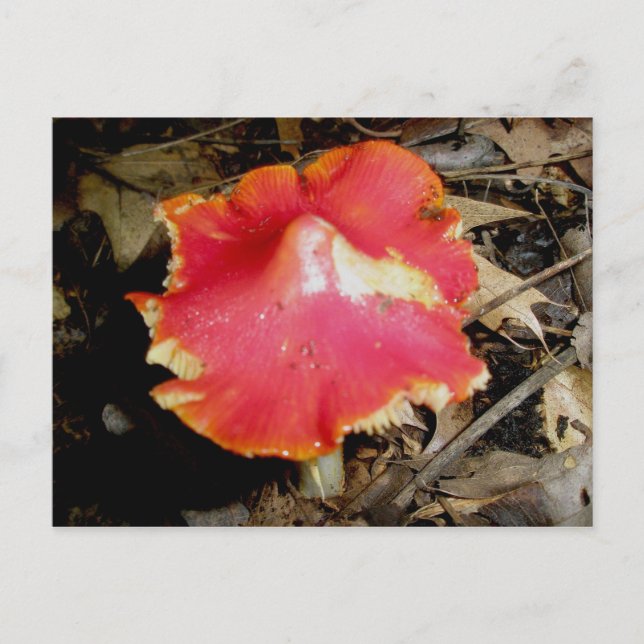 Bright Red Mushroom Postcard Postkarte (Vorderseite)