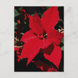 Bright Red Pointsettia Postkarte