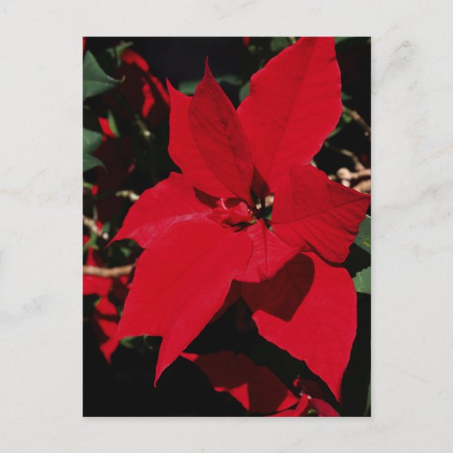 Bright Red Pointsettia Postkarte (Vorderseite)