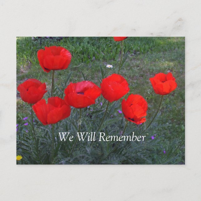 Bright Red Poppies Postkarte (Vorderseite)