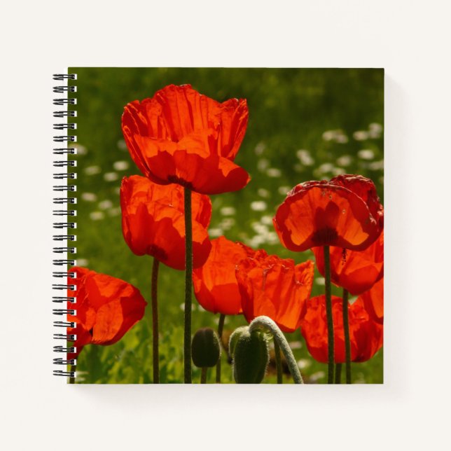 Bright Red Poppy Field Notizbuch (Vorderseite)