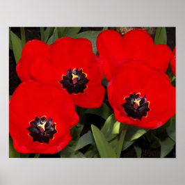 Bright Red Tulips Floral Fotografie Poster