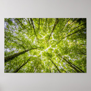 Bright tree canopy poster