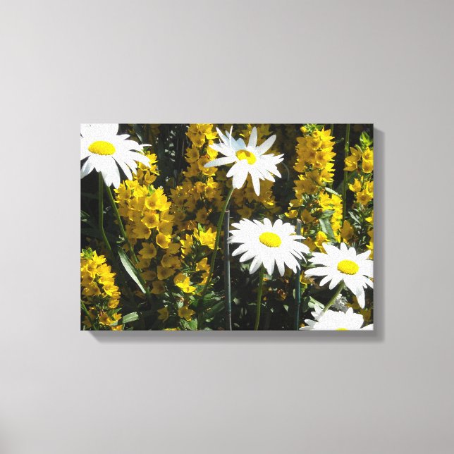 Bright White Daisies Leinwanddruck (Vorderseite)