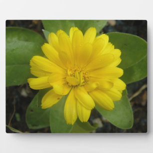 Bright Yellow Marigold Plaque Fotoplatte