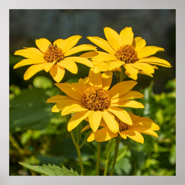 Bright Yellows Poster (Vorne)