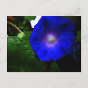 Brillante Blaue Trichterwinden-Fotografie Postkarte