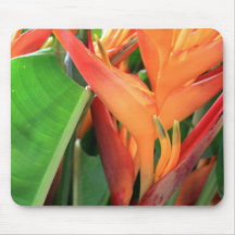 Brillante Heliconia Tropical Blume