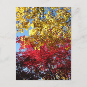 Brillante Herbstbaume Postkarte