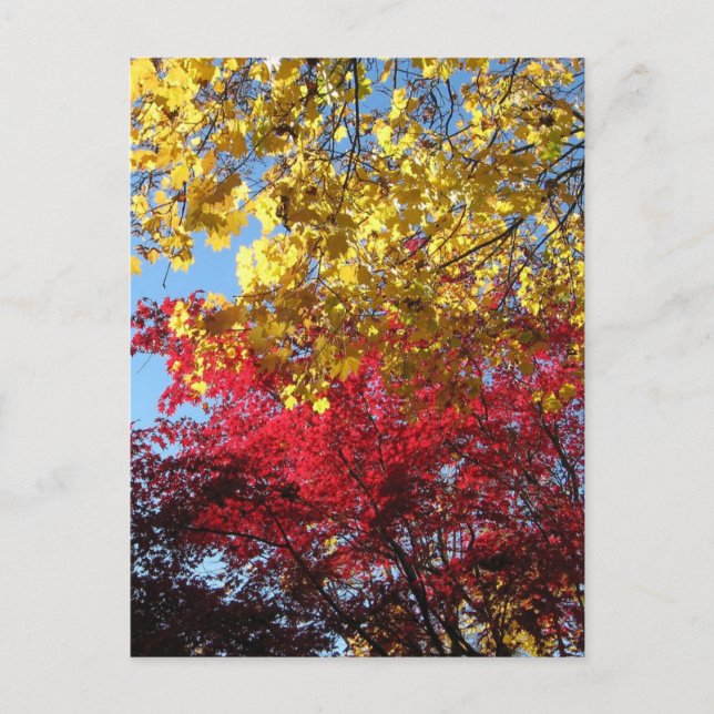 Brillante Herbstbaume Postkarte (Vorderseite)