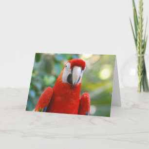 Brillante Red Parrot Grußkarte Karte