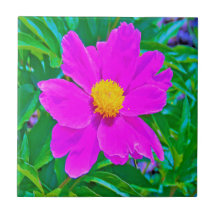 Brillante Ultra-Violet-Peony mit gelbem Zentrum