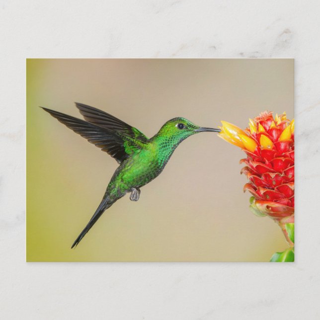 Brillanter Hummingbird Füttre aus einer Blume Postkarte (Vorderseite)