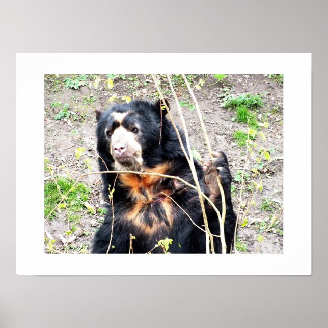 Brillenbär Poster (Vorne)