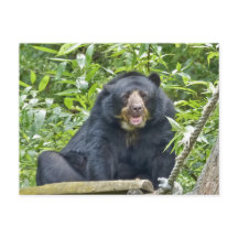 Brillenbär - Postkarte