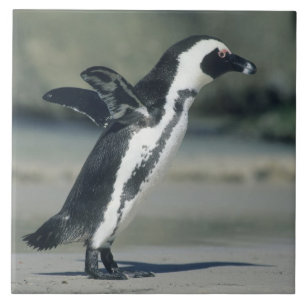 Brillenpinguin Fliese