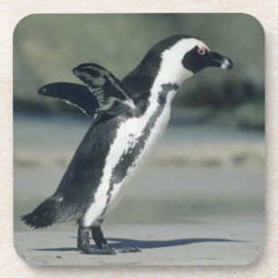 Brillenpinguin Getränkeuntersetzer