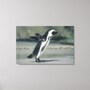 Brillenpinguin Leinwanddruck