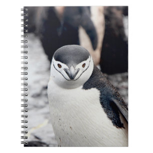 Brillenpinguin Notizblock