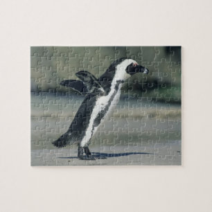 Brillenpinguin Puzzle